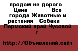 продам не дорого › Цена ­ 10 000 - Все города Животные и растения » Собаки   . Пермский край,Чусовой г.